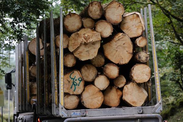 Volume of roundwood timber felled in 2019 up but value declines