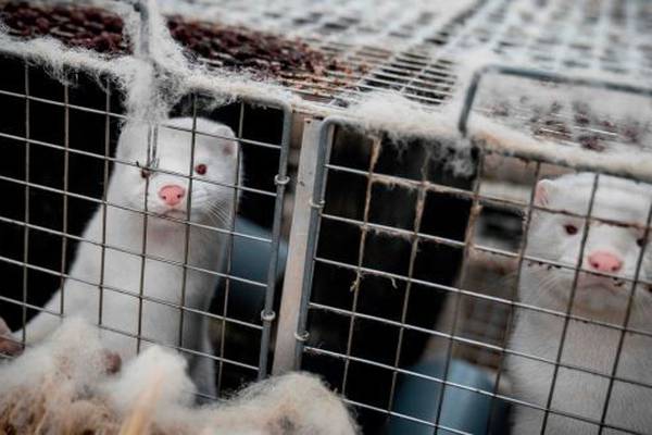 Department in talks with mink farms over plan to cull 120,000 animals