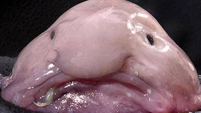 Blobfish voted world’s ugliest creature