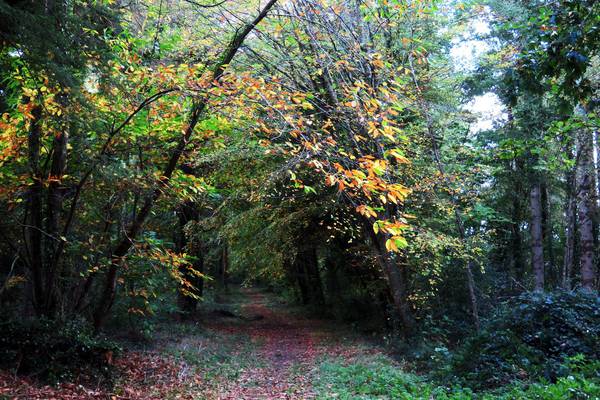 Walk for the weekend: Castleblagh Woods, Ballyhooly, Co Cork