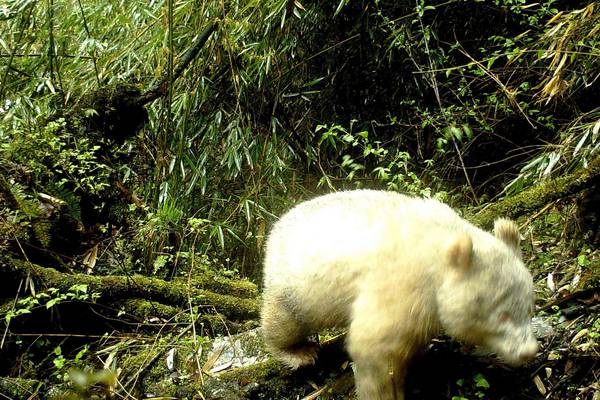 Rare albino panda photographed in China for the first time