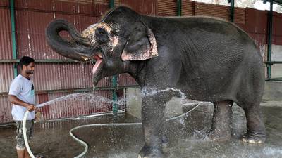 First hospital for elephants opens in India