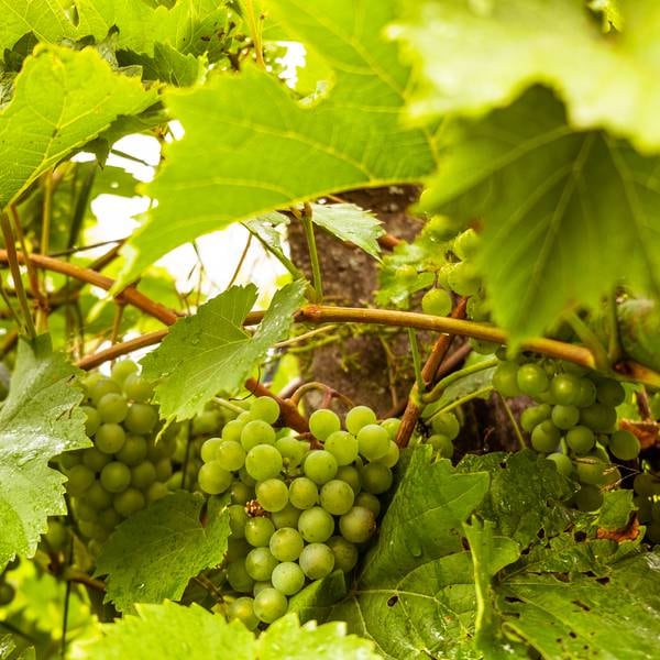Could I grow my own grapes and make my own wine?
