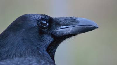 Ravens will move food if spying is possibility, study shows