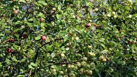 Your gardening questions answered: How can I control the ivy growth on my apple tree?