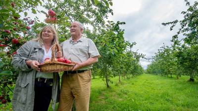 How do you like them apples? The growth of an Irish industry
