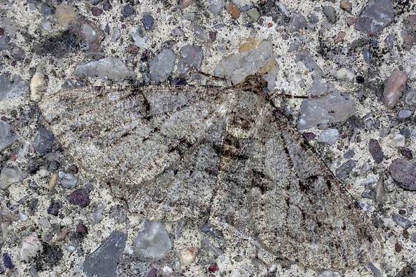 Eye on Nature: Moths - from concrete camouflage to carnival yellow