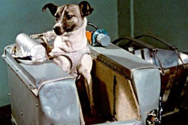 Even aged 9, I knew Laika the space dog was not coming back
