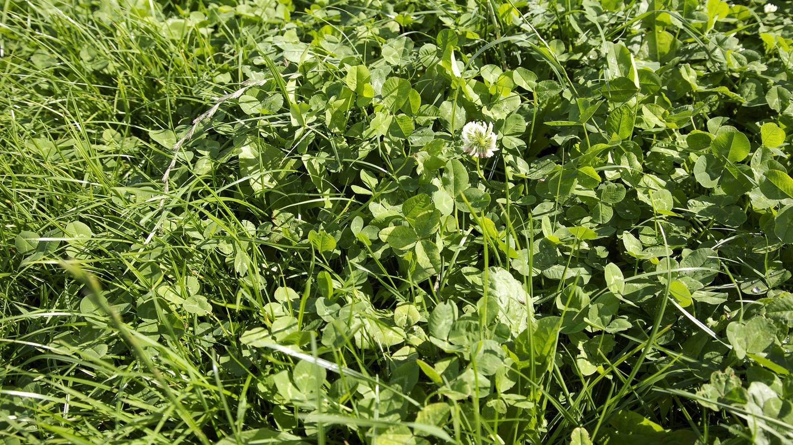 In clover: how Teagasc research helps farmers improve yields, reduce ...