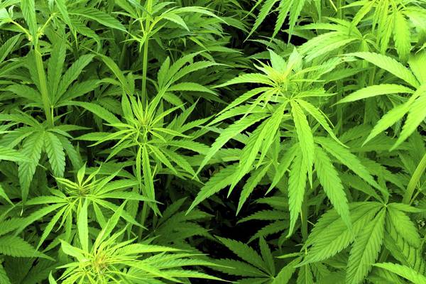 Majority of GPs support legalising medicinal cannabis