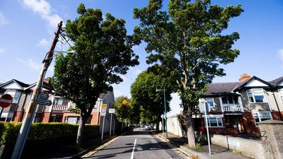 Locals appeal plan to fell 1930s trees over wheelchair access