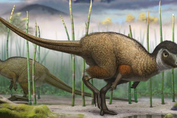 How colourful and feathery were the dinosaurs?
