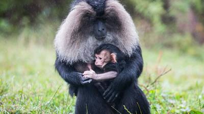 Endangered lion-tailed macaque born at Fota Wildlife Park