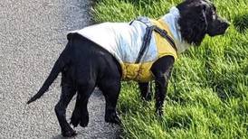 Six-legged dog found in Wales has surgery to remove extra limbs