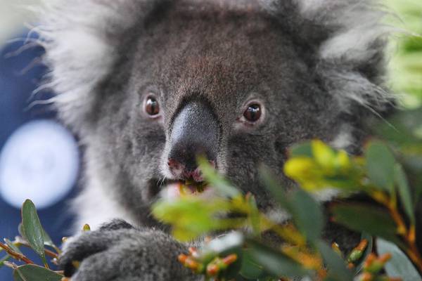 Koalas arrive in UK in bid to protect species from extinction