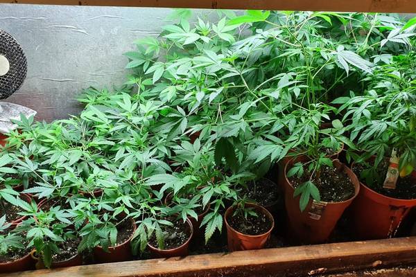 Two arrested after €70,000 worth of cannabis seized in Galway