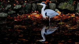 Shooting dead of heron in Co Cork condemned