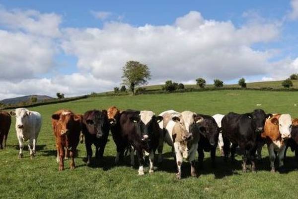 Irish agri-food growth moving environmental trends ‘all in wrong direction’