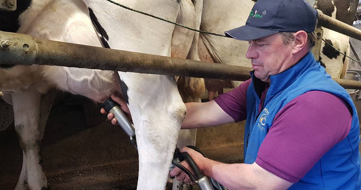 Final milking day for Dublin’s last commercial dairy farm – The Irish Times