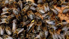 Study points to widespread insecticide damage to bees