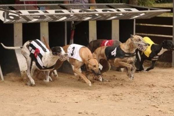 Minister seeks to ringfence funding for greyhound welfare