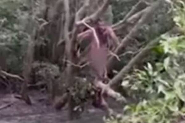 Naked fugitive in tree rescued by Australian fishermen