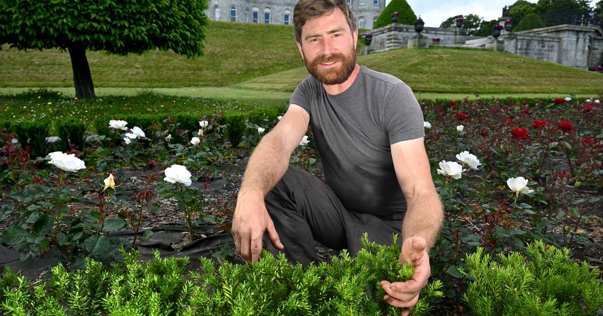 Box tree caterpillar reshapes Irish gardens as climate shift brings new problems