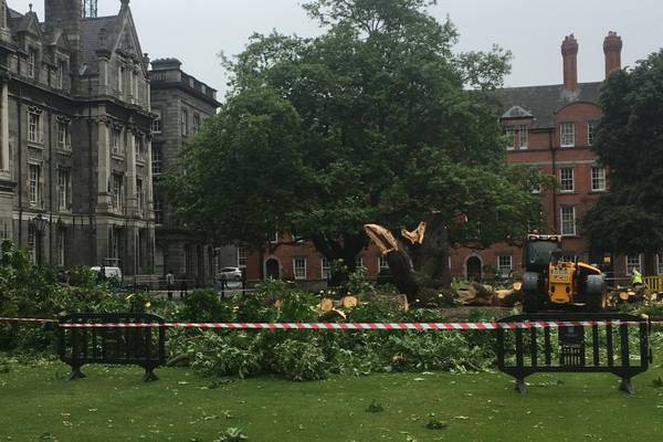 Tree over 170 years old collapses in Trinity College square