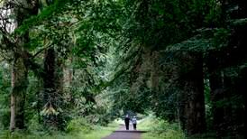 EU approves €308m in State aid for forestry planting plan