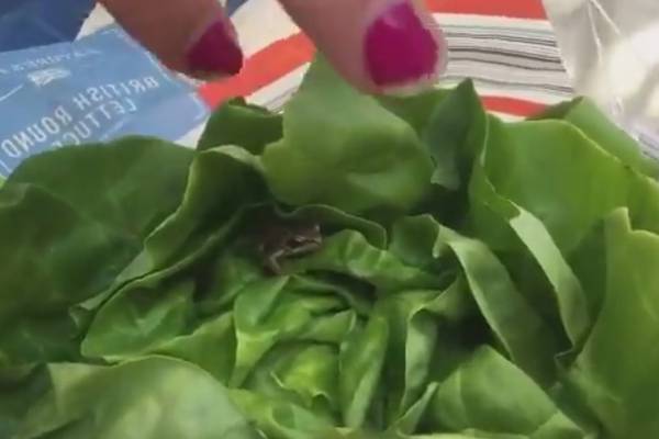 Is this some kind of croak? Woman finds frog in head of lettuce