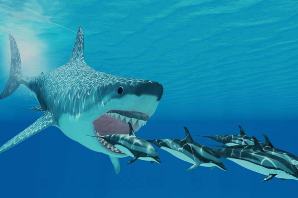 Prehistoric mega-shark could have fins as large as a human