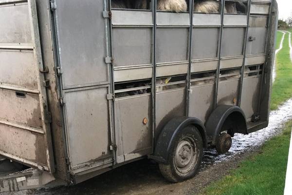 Gardaí stop driver carrying 30 sheep in trailer with three wheels