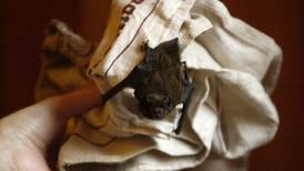 Driven batty: The scary reality of bats in your house