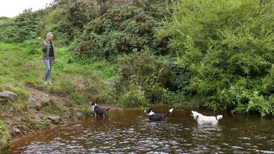 Hounded? Galway may ban dogs without leashes