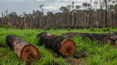 What’s the latest crisis facing the Amazon rain forest?