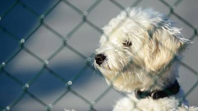Rescue centre appeals for  homes for abandoned dogs