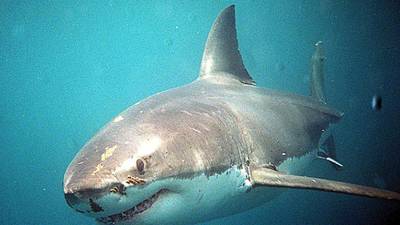 Media goes overboard as   great white strays into British waters