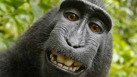 Monkey selfie photographer says he’s broke over copyright fight