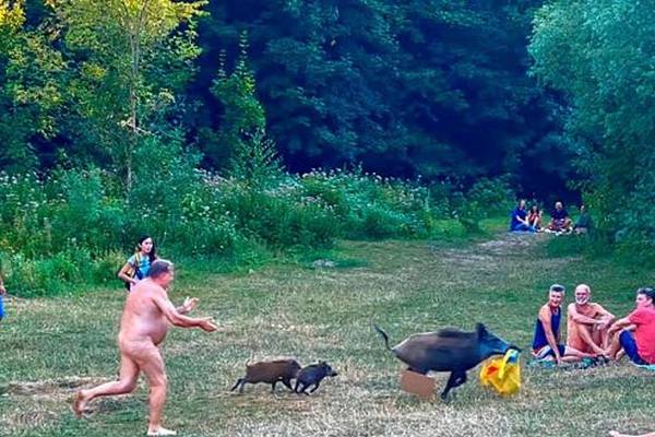 Berliners move to save life of wild boar in nudist laptop chase