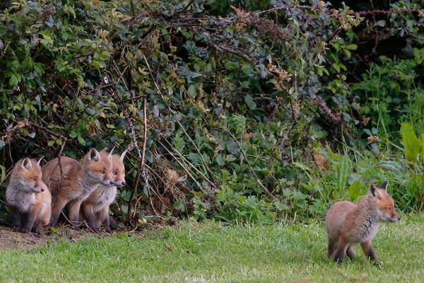 Poem: The Fox Cubs