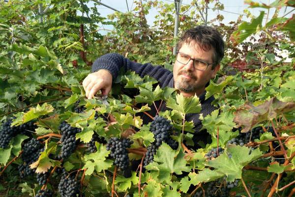 Lusk farmer has found the sweet spot for Irish wine and cider