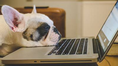 Pedigree chums? Dogs in the office prove divisive