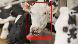Facial recognition for cows in focus as Irish start-up Cainthus gets backing