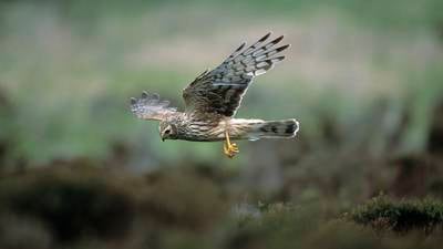 Future of hen harrier in doubt as survey shows alarming decline in numbers