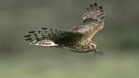 Plight of hen harrier pits nature against climate policies