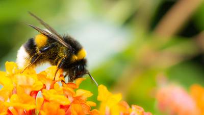 Why we should all care about the loss of bees