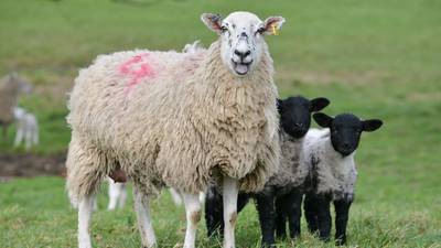 Sheep and lambs trapped on island cliff for six weeks