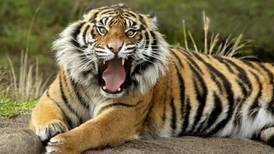 African tigers as rare as Celtic ones