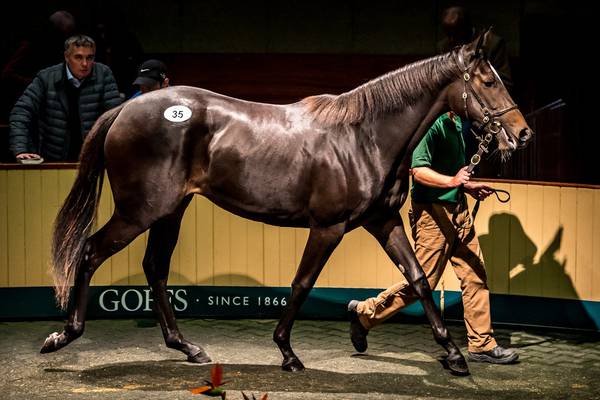 €1.2m yearling sale at Goffs could signal end to 12-year racing rift
