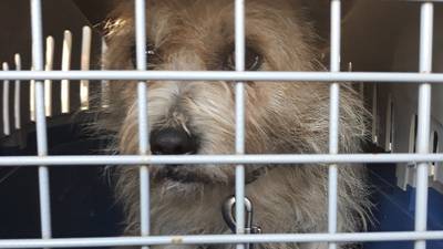 Dublin Port makes third seizure of dogs in a week